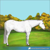 Horse Color:Bay Sabino 