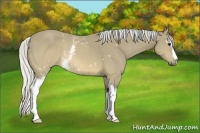 Horse Color:White Spotted Silver Buckskin
