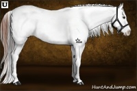 Horse Color:Bay Splash Appaloosa