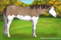 Horse Color:Classic Champagne Splash 