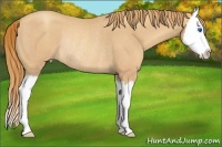Horse Color:Gold Champagne Roan Splash Rabicano