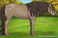 Horse Color:Classic Champagne 