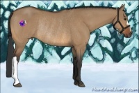 Horse Color:Bay Dun Rabicano 