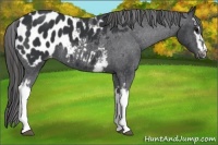 Horse Color:White Spotted Black Sabino Appaloosa 