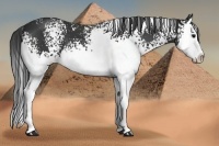 Horse Color:White Spotted Black Splash