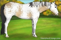Horse Color:White Spotted Bay Dun