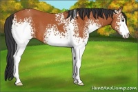 Horse Color:White Spotted Bay 