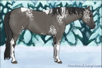 Horse Color:White Spotted Grullo Tobiano 