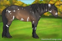 Horse Color:White Spotted Buckskin Rabicano