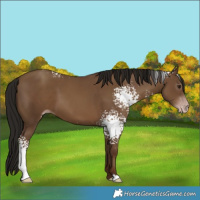 Horse Color:Gray White Spotted Classic Champagne 
