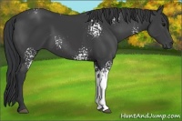 Horse Color:White Spotted Black