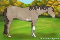Horse Color:White Spotted Classic Cream Champagne 