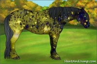 Horse Color:ERROR: UNKNOWN ANOMALY