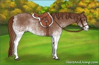 Horse Color:White Spotted Chestnut 