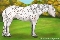 Horse Color:Silver Brown Sabino Appaloosa 