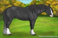 Horse Color:Smoky Black Splash