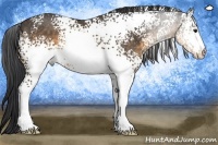 Horse Color:White Spotted Buckskin