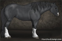 Horse Color:Blue Roan 