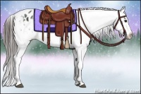 Horse Color:White Spotted Black Appaloosa