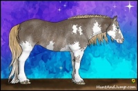 Horse Color:Liver Chestnut Splash Rabicano 