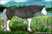 Horse Color:Liver Chestnut Splash Rabicano