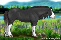 Horse Color:Liver Chestnut Splash 