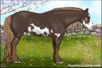 Horse Color:Liver Chestnut Splash Frame 