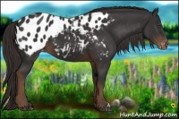 Horse Color:Liver Chestnut Appaloosa 