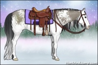Horse Color:White Spotted Grullo Splash Rabicano