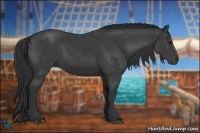 Horse Color:Black Sabino Rabicano 