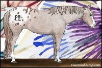 Horse Color:Chestnut Splash Appaloosa 