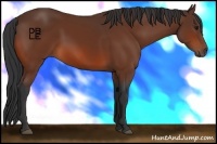 Horse Color:Bay Sabino 