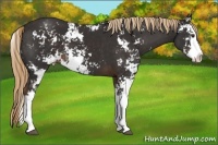 Horse Color:Liver Chestnut Sabino Splash Appaloosa 
