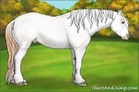 Horse Color:White Spotted Buckskin Dun Frame Appaloosa Rabicano 