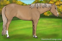 Horse Color:Palomino Sabino Rabicano