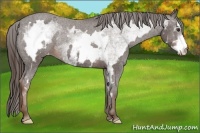Horse Color:White Spotted Liver Chestnut Sabino Frame Appaloosa 