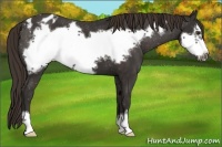 Horse Color:Liver Chestnut Sabino Frame Appaloosa 