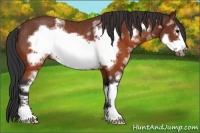 Horse Color:White Spotted Brown Frame Rabicano