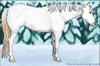 Horse Color:Buckskin Tobiano Frame Appaloosa 