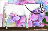 Horse Color:Buckskin Splash Tobiano Appaloosa