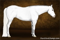 Horse Color:Palomino Snowcap