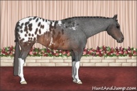 Horse Color:Brown Appaloosa 