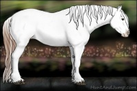 Horse Color:Chestnut Appaloosa 