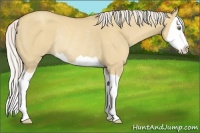 Horse Color:Silver Classic Champagne Dun Splash Rabicano 
