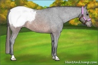 Horse Color:Brown Appaloosa