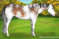 Horse Color:White Spotted Buckskin Splash 