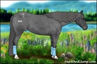 Horse Color:Blue Roan Appaloosa 