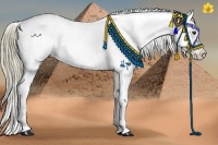 Horse Color:Liver Chestnut Frame Appaloosa 