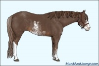 Horse Color:Liver Chestnut Sabino 