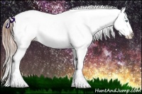 Horse Color:Buckskin Pearl Appaloosa Rabicano